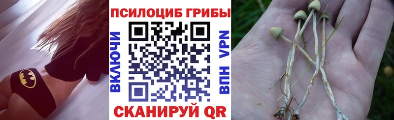 купить   Большой Камень  Псилоцибиновые грибы Psilocybine cubensis 